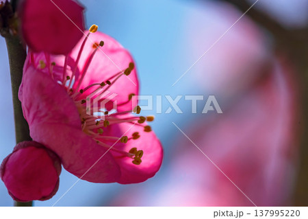 260321飛騨天満宮m087 137995220