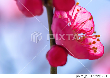 260321飛騨天満宮m088 137995221