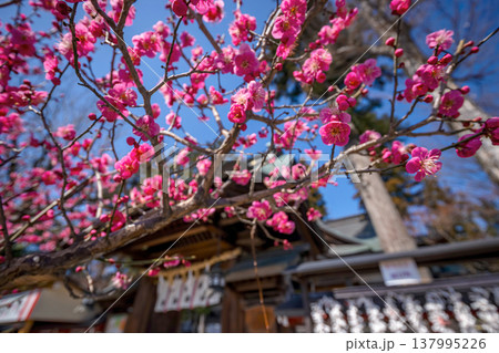 260321飛騨天満宮s025 260321飛騨天満宮s025 137995226
