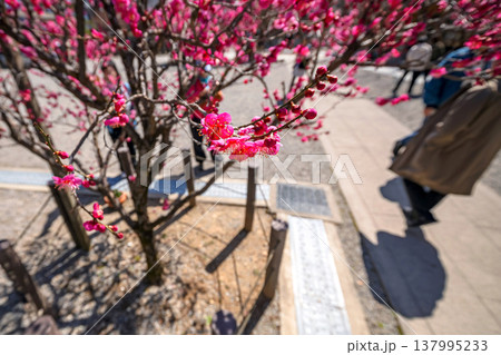 260321飛騨天満宮s032 260321飛騨天満宮s032 137995233