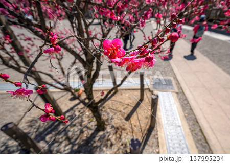 260321飛騨天満宮s033 260321飛騨天満宮s033 137995234