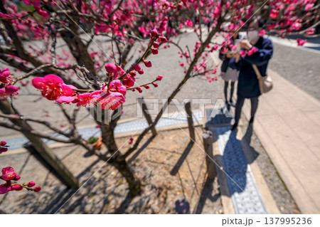 260321飛騨天満宮s034 137995236