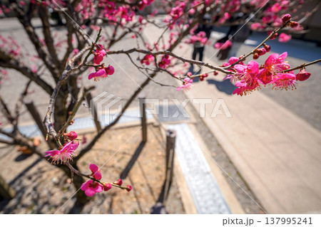 260321飛騨天満宮s041 260321飛騨天満宮s041 137995241