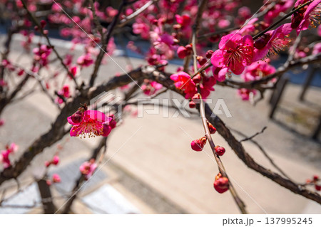 260321飛騨天満宮s049 137995245