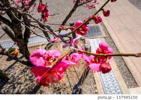 260321飛騨天満宮s054 137995250