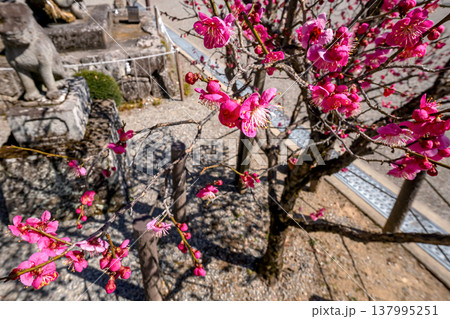 260321飛騨天満宮s056 260321飛騨天満宮s056 137995251