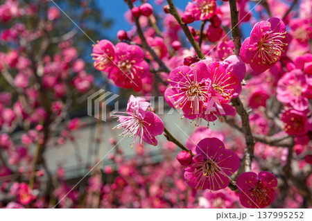 260321飛騨天満宮z001 137995252