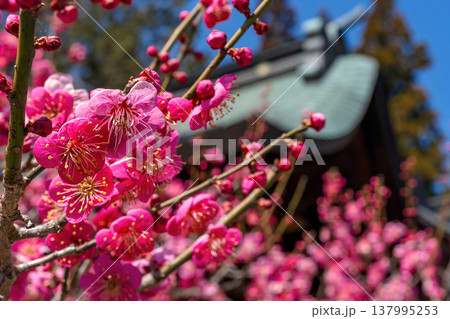 260321飛騨天満宮z002 260321飛騨天満宮z002 137995253