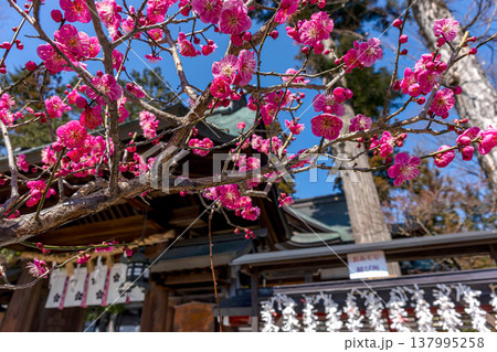 260321飛騨天満宮z009 137995258