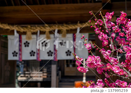 260321飛騨天満宮z015 260321飛騨天満宮z015 137995259