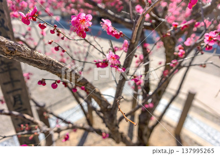 260321飛騨天満宮z093 260321飛騨天満宮z093 137995265