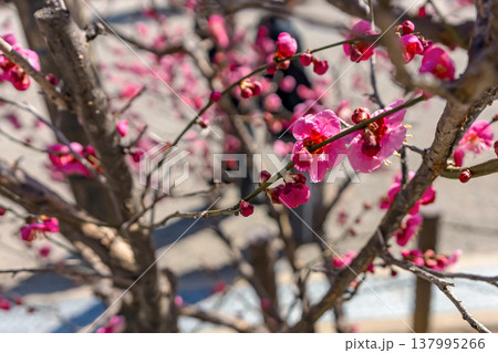 260321飛騨天満宮z095 137995266