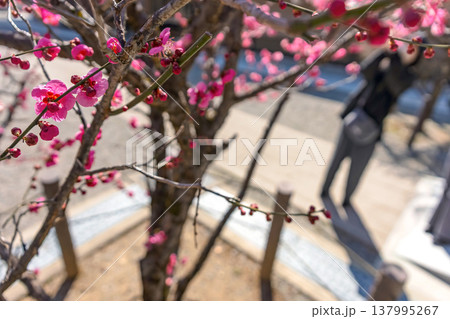 260321飛騨天満宮z097 260321飛騨天満宮z097 137995267