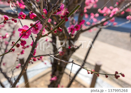 260321飛騨天満宮z099 137995268