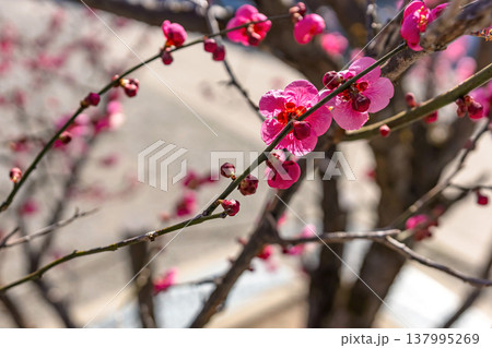 260321飛騨天満宮z101 137995269