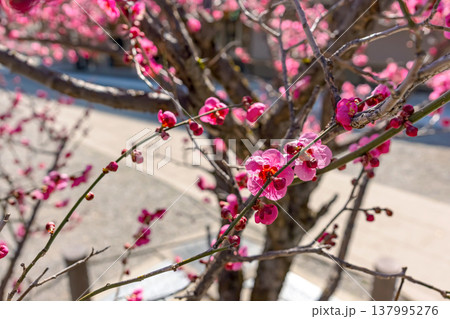 260321飛騨天満宮z112 260321飛騨天満宮z112 137995276