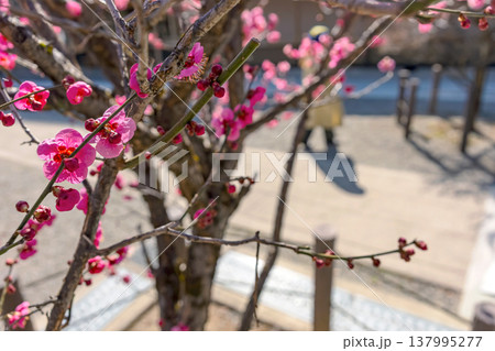 260321飛騨天満宮z113 260321飛騨天満宮z113 137995277