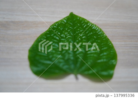 Betel Leaf Close Up Vibrant Green Piper betle Betel Leaf Close Up Vibrant Green Piper betle 137995336