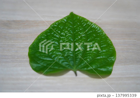 Green Betel Leaf Fresh and Vibrant Close Up 137995339