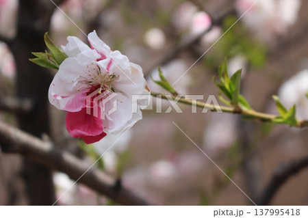 春の訪れを告げる さくら 桜 春の訪れを告げる さくら 桜 137995418
