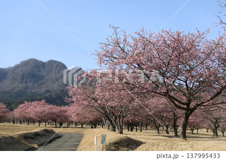 青空に映える満開の桜(アスペクタ) 青空に映える満開の桜(アスペクタ) 137995433