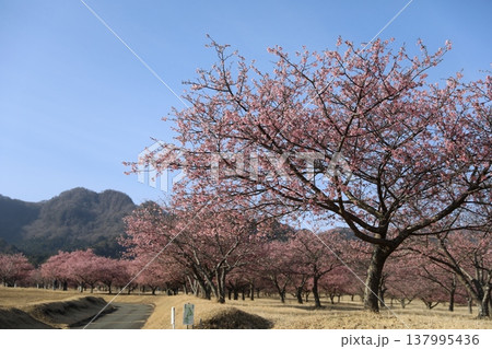 青空に映える満開の桜(アスペクタ) 青空に映える満開の桜(アスペクタ) 137995436