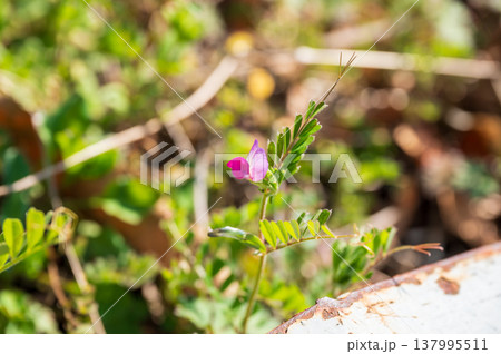今年初めてのヤハズエンドウの紫色の花 今年初めてのヤハズエンドウの紫色の花 137995511