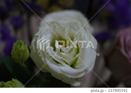 White Lisianthus Flower Close Up Photography 137995591