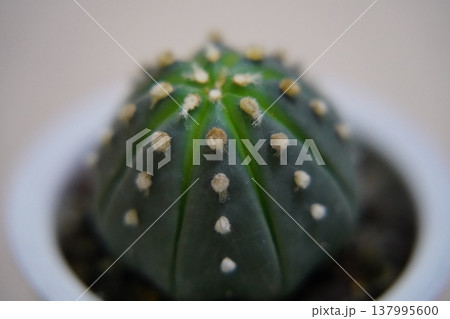 Astrophytum asterias Sand Dollar Cactus Close Up Astrophytum asterias Sand Dollar Cactus Close Up 137995600