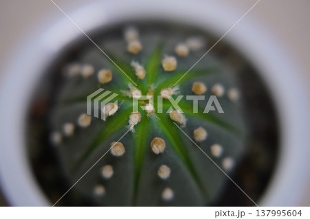 Astrophytum Myriostigma Cactus Star Cactus Plant 137995604