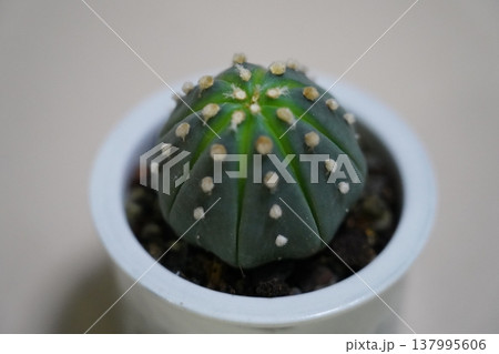 Astrophytum asterias Cactus in a White Pot 137995606
