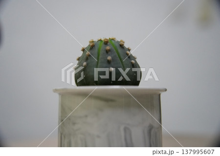 Astrophytum Asterias Cactus Star Cactus Sand Dollar Cactus 137995607