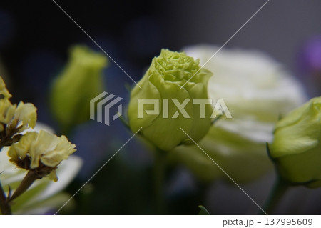 Delicate Lisianthus Flower Bud Close Up Delicate Lisianthus Flower Bud Close Up 137995609