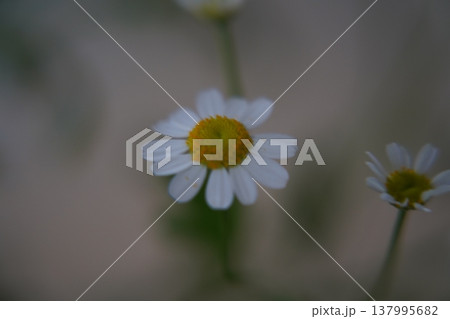 Chamomile Flower Close Up White Petals Yellow Center 137995682