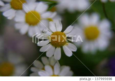 Beautiful Chamomile Flowers in Full Bloom 137995696