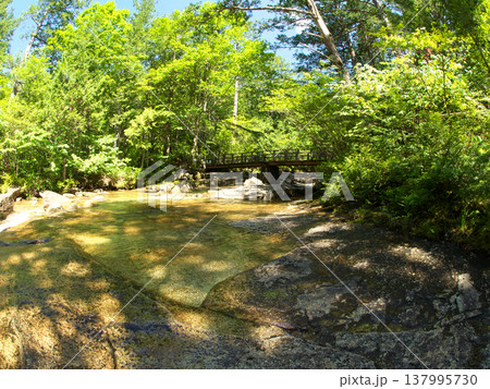 新緑に包まれた小川 137995730