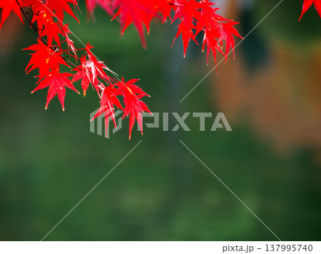 真っ赤な紅葉 真っ赤な紅葉 137995740