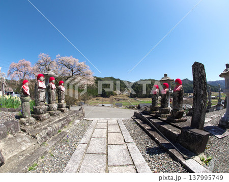 桜が咲く庭と地蔵 137995749