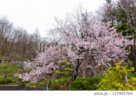 桜 137995769