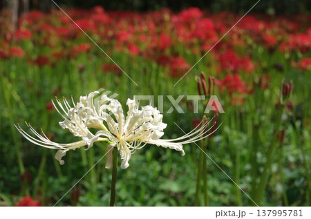 白い彼岸花　横位置 137995781