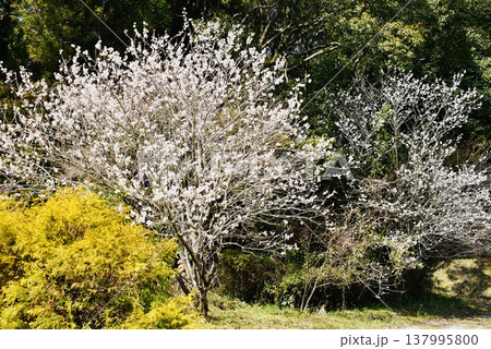 野山に咲いた満開のヒガンザクラ 野山に咲いた満開のヒガンザクラ 137995800