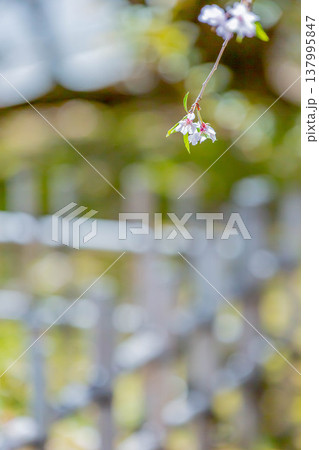 桜 桜 137995847