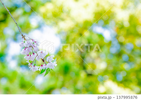 桜 桜 137995876