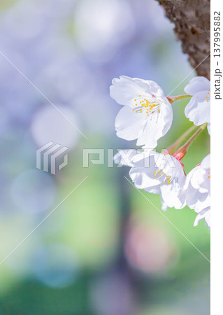 桜 137995882
