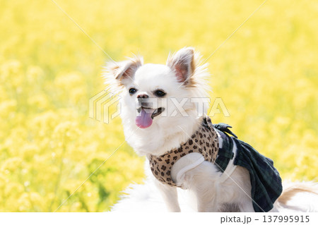 菜の花畑とカゴに入ったチワワの麦ちゃん 137995915