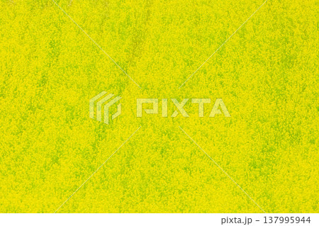 菜の花 137995944