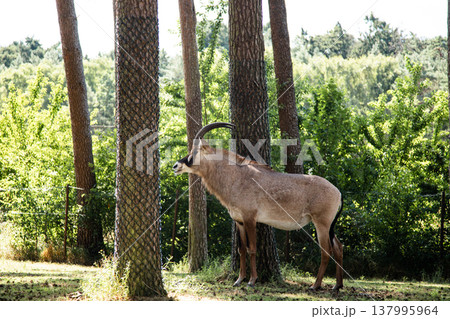 Elegant antelope resting in shaded natural environment Elegant antelope resting in shaded natural environment 137995964
