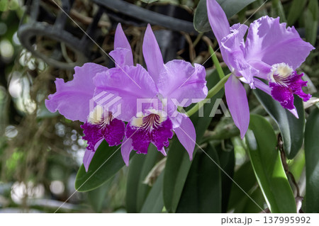 鮮やかな紫色のコチョウラン【胡蝶蘭】 137995992