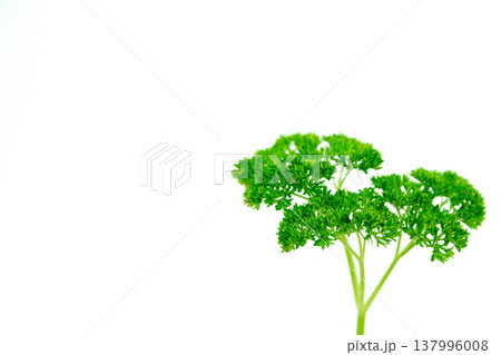 Farm fresh greens on rustic kitchen background 137996008