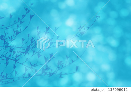 春のやさしい木漏れ日の中、芽生える若葉のシルエット 春のやさしい木漏れ日の中、芽生える若葉のシルエット 137996012